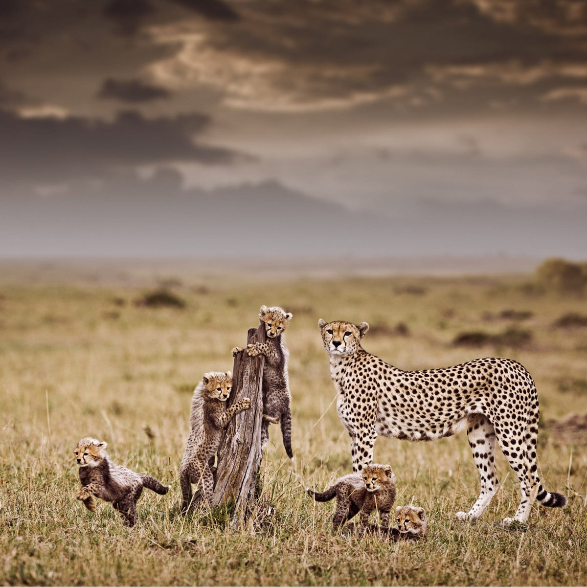 Innocent Pride No.2 by Klaus Tiedge, a cheetah wildlife print of Malaika and her cubs