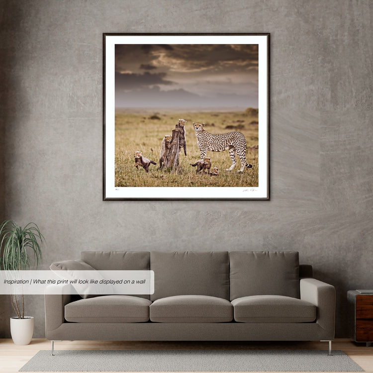 Innocent Pride No.2 | Pride of Africa