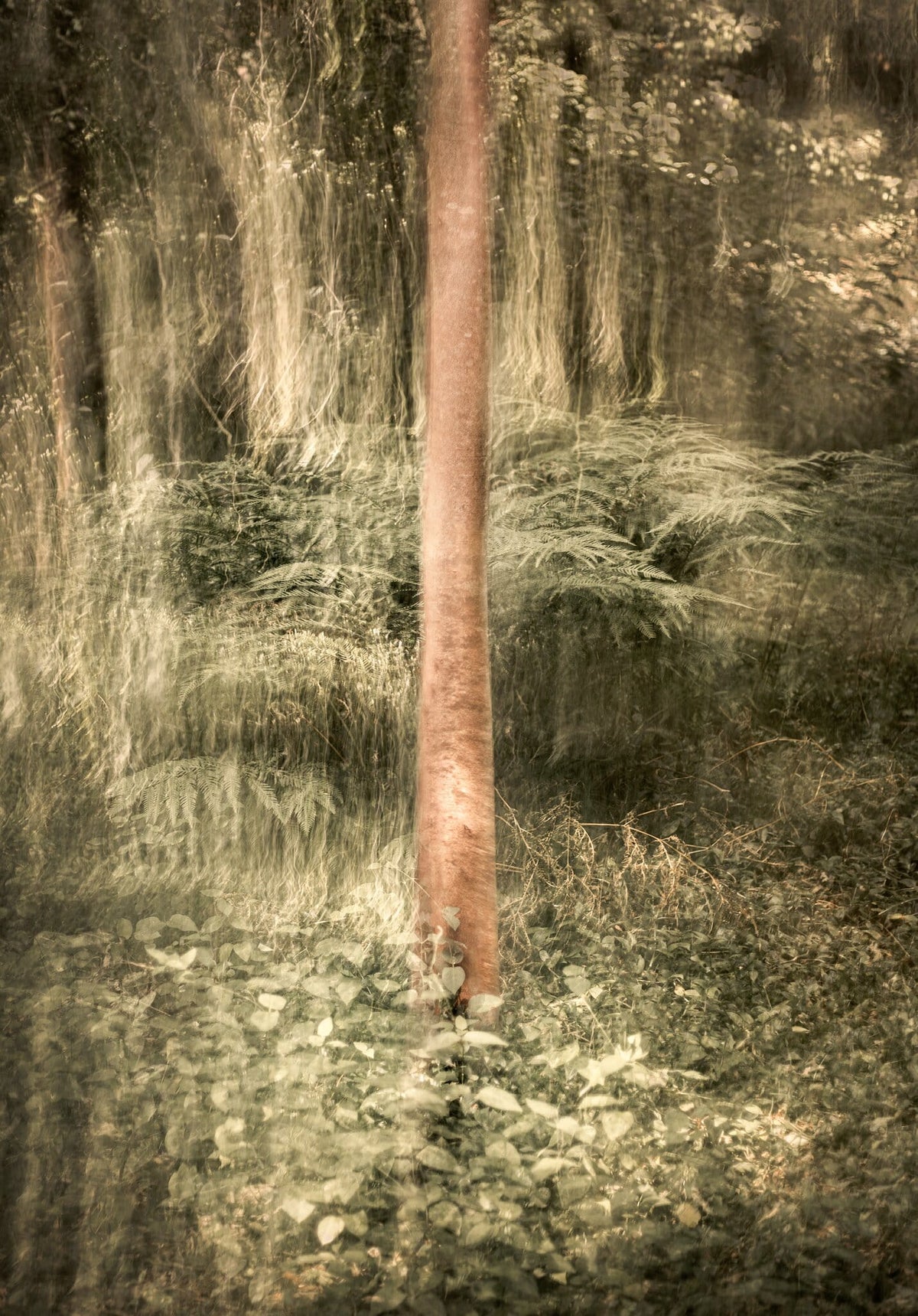 Enchanted No.1 by Samantha Lee Osner, an ethereal forest impression