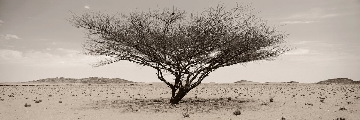 Arid Wilderness No.1 by Koos van der Lende, an Angola desert panoramic print