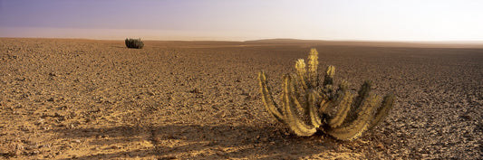 Euphorbia Duet
