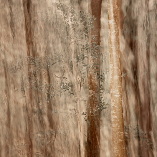 Forest of Mystique No.1