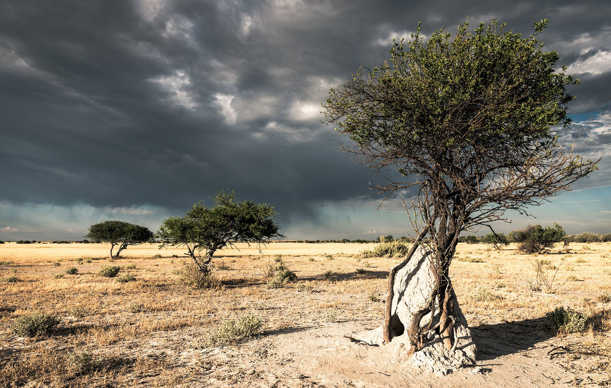 Lone Ghost Tree No.2 by Peter Corbett, a landscape photograph