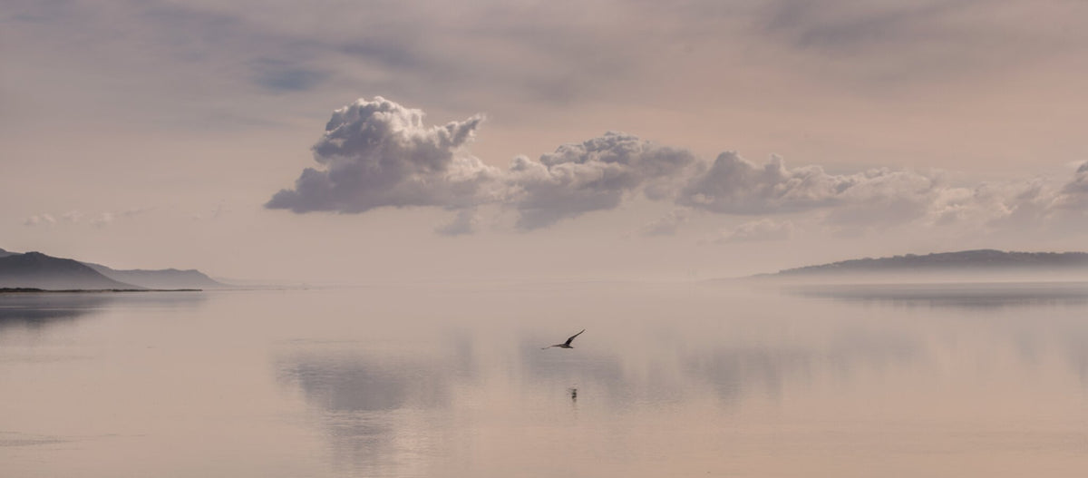 Pink Sunrise by Peter Corbett, a seagull over Langebaan lagoon at sunset