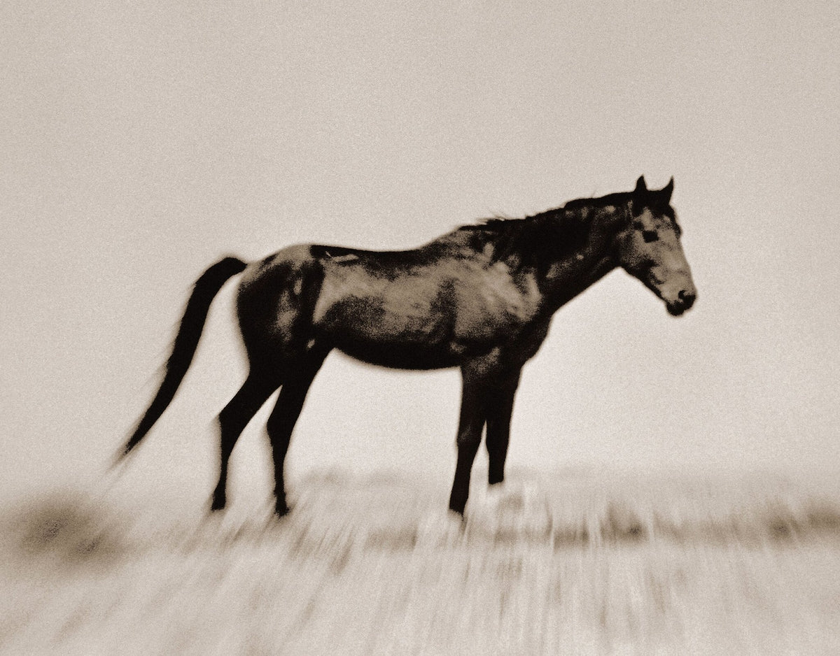 Wild Horses of the Namib No.2 by Antti Viitala, a black and white darkroom litho print