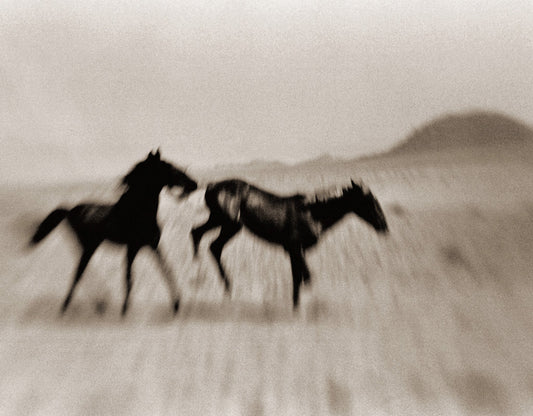 Wild Horses of the Namib No.5