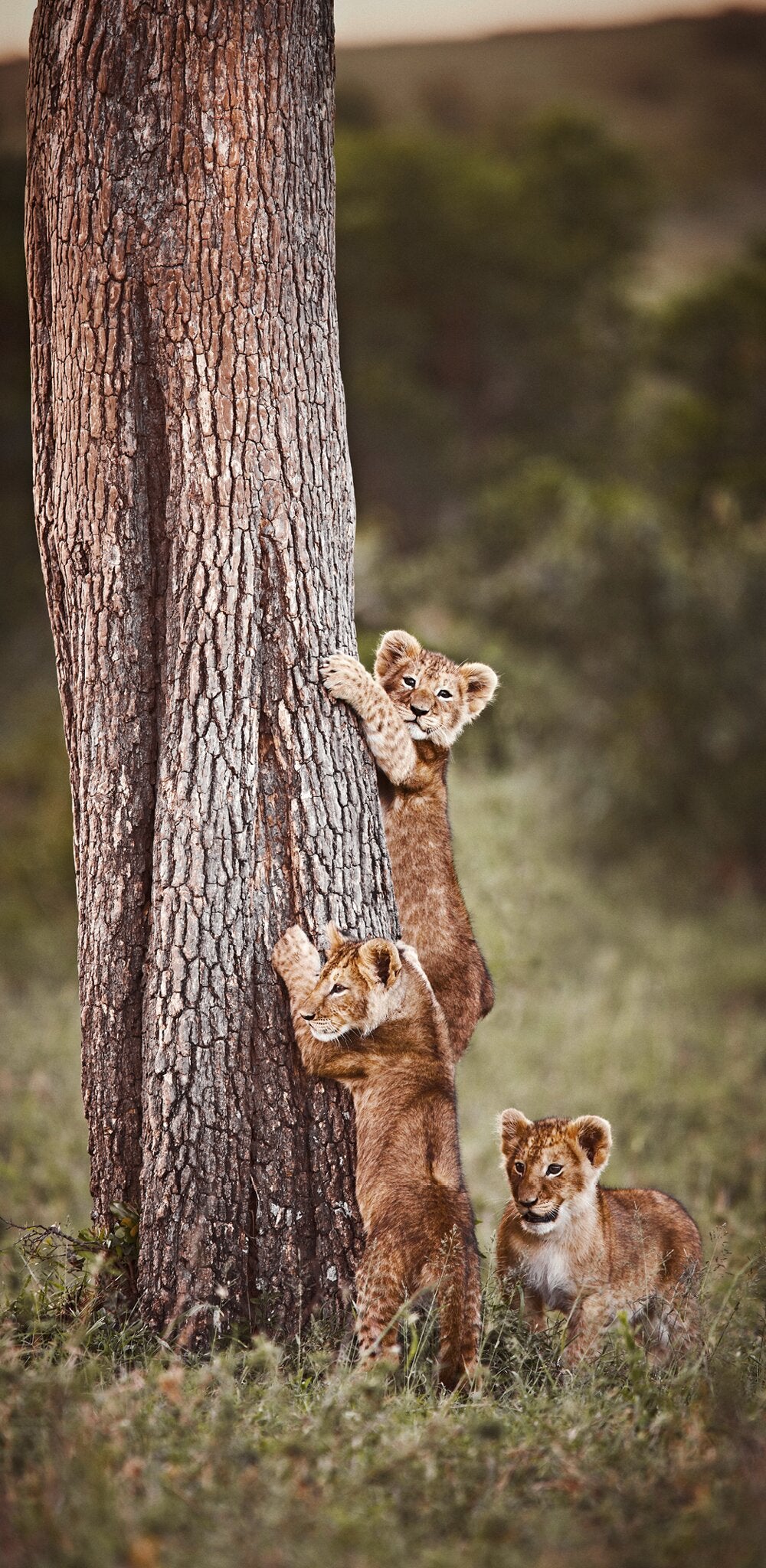 Innocent Pride No.1 by Klaus Tiedge, a stylised African wildlife photograph