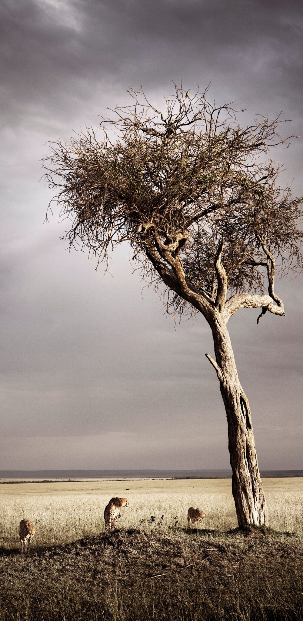 Brotherhood No.3 by Klaus Tiedge, a stylised African wildlife photograph